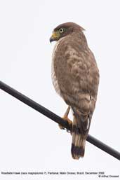 Roadside Hawk, Pantanal, Mato Grosso, Brazil, December 2006 - click for larger image