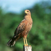 Savanna Hawk, Roraima, Brazil, July 2001 - click for a larger image