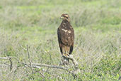 Savanna Hawk, Tinajones, Lambayeque, Peru, October 2019 - click for a larger image