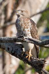 Broad-winged Hawk, Zapata Swamp, Cuba, February 2005 - click on image for a larger view