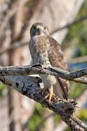 Broad-winged Hawk, Zapata Swamp, Cuba, February 2005 - click on image for a larger view