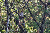 Broad-winged Hawk, Refugio Paz de las Aves, Pichincha, Ecuador, November 2019 - click on image for a larger view