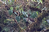 Broad-winged Hawk, Cabanas San Isidro, Napo, Ecuador, November 2019 - click on image for a larger view