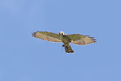 Broad-winged Hawk, Guacamayos Ridge, Napo, Ecuador, November 2019 - click on image for a larger view