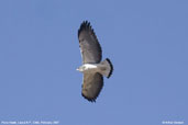 Puna Hawk, Putre, Chile, February 2007 - click for a larger image