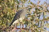 Puna Hawk, Putre, Chile, February 2007 - click for a larger image