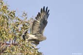 Puna Hawk, Putre, Chile, February 2007 - click for a larger image