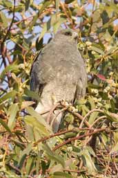 Puna Hawk, Putre, Chile, February 2007 - click for a larger image