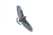 Female Red-backed Hawk, Puyehue NP, Chile, November 2005 - click for a larger image