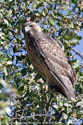 Juvenile Variable Hawk, La Campana NP, Chile, January 2007 - click for a larger image