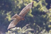 Juvenile Variable Hawk, La Campana NP, Chile, January 2007 - click for a larger image