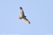 Variable Hawk, La Campana NP, Chile, January 2007 - click for a larger image