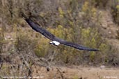 Variable Hawk, Fray Jorge NP, Chile, January 2007 - click for a larger image