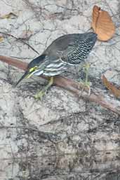 Juvenile Striated Heron, rio Mapia, near Borba, Amazonas, Brazil, August 2004 - click on image for a larger view