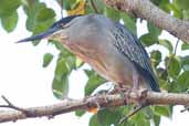 Striated Heron, Belém, Pará, Brazil, November 2005 - click on image for a larger view