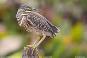 Juvenile Striated Heron, Pantanal, Mato Grosso, Brazil, December 2006 - click on image for a larger view