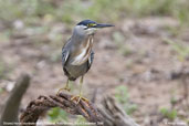 Striated Heron, Pantanal, Mato Grosso, Brazil, December 2006 - click on image for a larger view