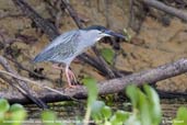 Striated Heron, Pantanal, Mato Grosso, Brazil, December 2006 - click on image for a larger view
