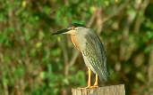 Striated Heron, Par&aacute;, Brazil, January 2002 - click on image for a larger view