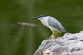 Striated Heron, Rioja, San Martin, Peru, October 2018 - click on image for a larger view