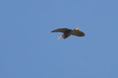 Green Heron, Zapata Swamp, Cuba, February 2005 - click on image for a larger view