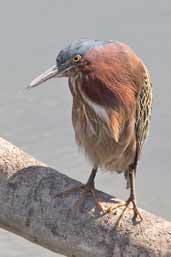 Green Heron, Zapata Swamp, Cuba, February 2005 - click on image for a larger view