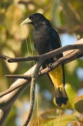 Yellow-rumped Cacique, Manaus, Amazonas, Brazil, August 2004 - click for larger image