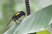 Yellow-rumped Cacique, Tarapoto, San Martin, Peru, September 2018 - click for larger image