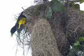 Yellow-rumped Cacique, Manaus, Amazonas, Brazil, September 2003 - click for larger image