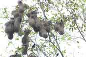 Yellow-rumped Cacique nests, Manaus, Amazonas, Brazil, September 2003 - click for larger image