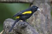 Golden-winged  Cacique, Parque do Zizo, São Paulo, Brazil, November 2006 - click for larger image