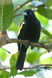 Golden-winged  Cacique, Intervales, São Paulo, Brazil, April 2004 - click for larger image