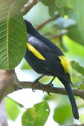 Golden-winged  Cacique, Intervales, São Paulo, Brazil, April 2004 - click for larger image