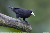 Red-rumped  Cacique, Parque do Zizo,  São Paulo,  Brazil, November 2006 - click for larger image