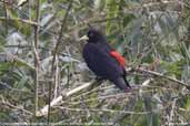 Red-rumped  Cacique, Parque do Zizo,  São Paulo,  Brazil, November 2006 - click for larger image