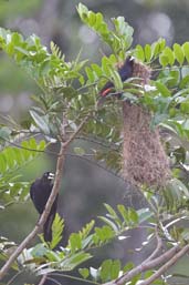 Red-rumped  Cacique, Porto Seguro, Bahia,  Brazil, November 2008 - click for larger image