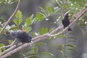 Red-rumped  Cacique, Porto Seguro, Bahia,  Brazil, November 2008 - click for larger image