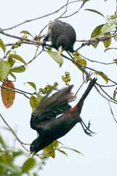 Red-rumped  Cacique, Linhares, Espírito Santo, Brazil, March 2004 - click for larger image