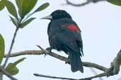 Juvenile  Red-rumped Cacique, Linhares, Espírito Santo, Brazil, March 2004 - click for larger image