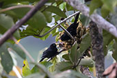 Subtropical Cacique, Baeza, Napo, Ecuador, November 2019 - click for larger image