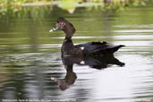 Muscovy  Duck, Aguas de São Pedro, São Paulo, Brazil, December 2006 - click for a larger image