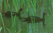 Muscovy Duck, Tocantins, Brazil, January 2002 - click for a larger image