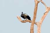 Muscovy Duck, Linhares, Espírito Santo, Brazil, March 2004 - click for a larger image