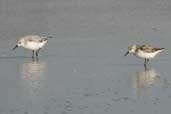 Sanderling,  Lagoa do Peixe, Rio Grande do Sul, Brazil, September 2004 - click for larger image