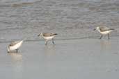 Sanderling,  Lagoa do Peixe, Rio Grande do Sul, Brazil, September 2004 - click for larger image