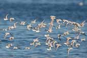 Sanderling,  Caulin, Chiloe, Chile, December 2005 - click for larger image