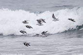 Sanderling,  Cachagua, Chile, January 2007 - click for larger image