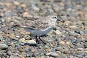 Baird's  Sandpiper, Chiloe, Chile, December 2005 - click for larger image