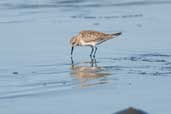 Baird's  Sandpiper, Chiloe, Chile, December 2005 - click for larger image