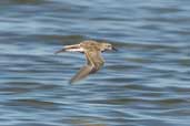 Baird's  Sandpiper, Chiloe, Chile, December 2005 - click for larger image